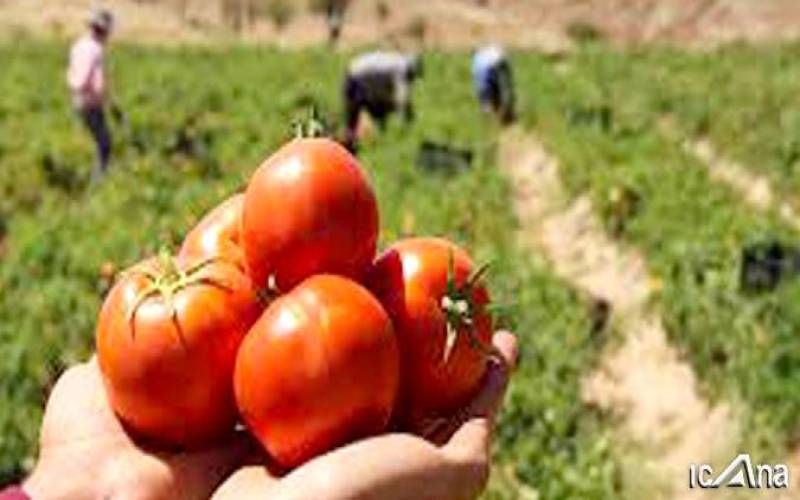 گرانی گوجه فرنگی ناشی از ضعف برنامه‌ریزی است